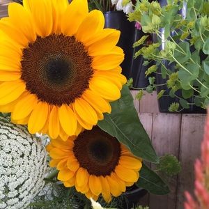 Meet your Posher, Isa