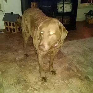 Meet your Posher, Sharon