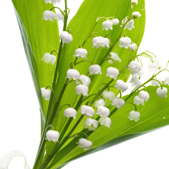 Meet your Posher, Diana