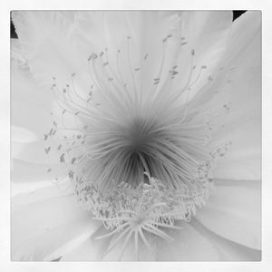 Meet your Posher, Antonietta