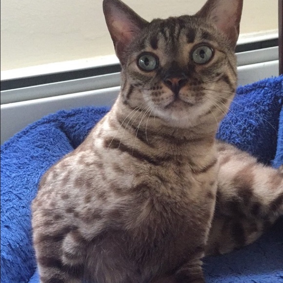 Meet your posher - Picture 3 of 3