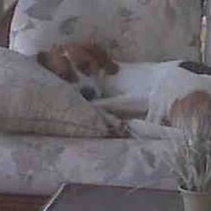 Meet your Posher, Lucy