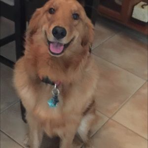 Not for sale my doggy.