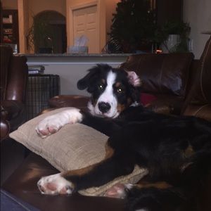 Meet your Posher, Noelle