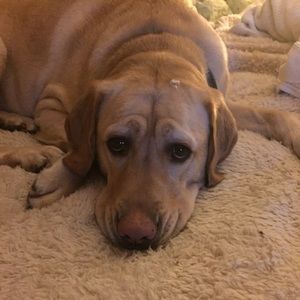 Meet your Posher, Kerrie