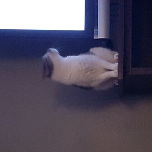 Meet your Posher, Joy