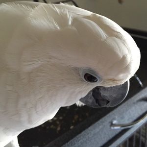 Meet your Posher, Gulbano