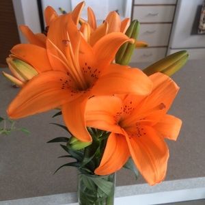 Meet your Posher, Chanel