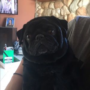 Meet your Posher, Bunny