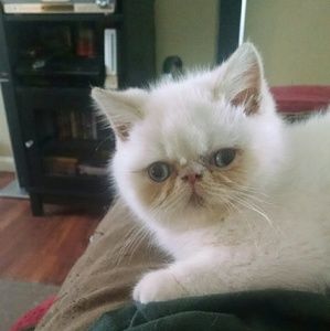 Meet your Posher, Shelly