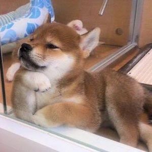 Meet your Posher, Grace