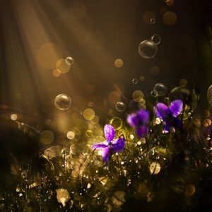 Meet your Posher, Renee