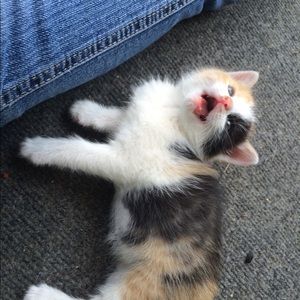 Meet your Posher, Lexi