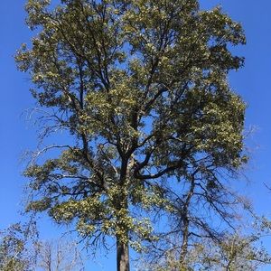 Meet your Posher, Esmeralda