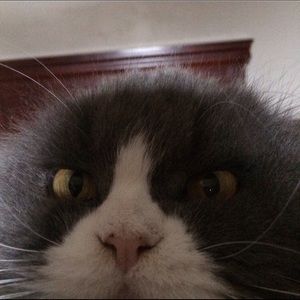 Meet your Posher, Riley