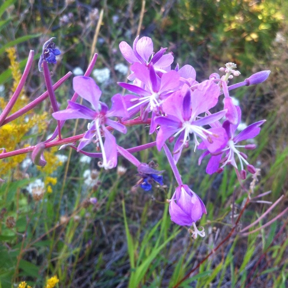 Meet your Posher, Christina - Picture 1 of 1