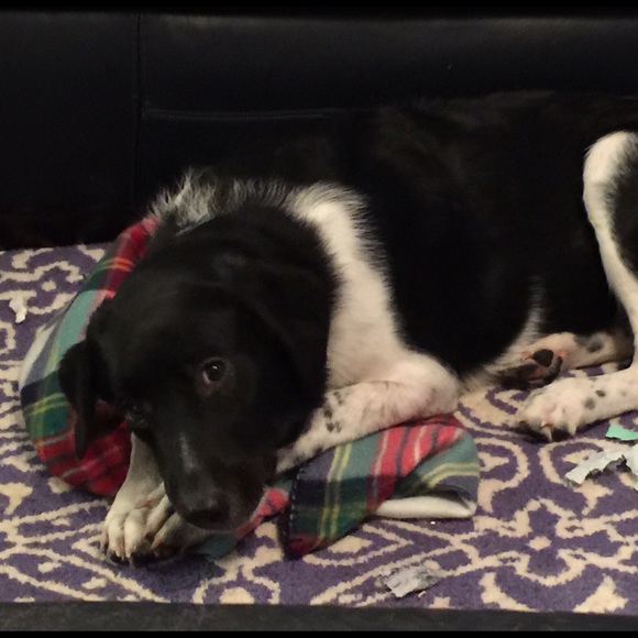 Meet your Posher, Zoe - Picture 1 of 1