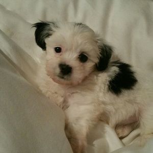 Meet your Posher, Andrea