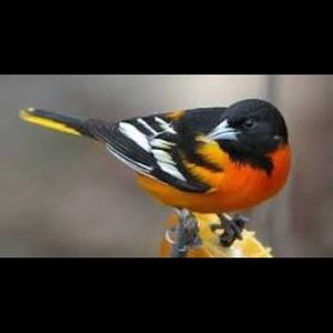 Meet your Posher, Janel