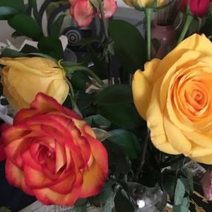 Meet your Posher, Jeannette