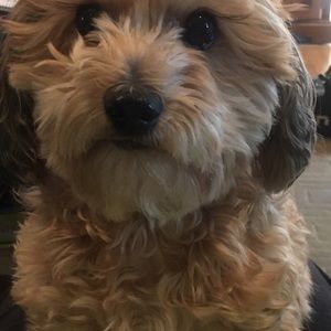 Meet your Posher, Elicia