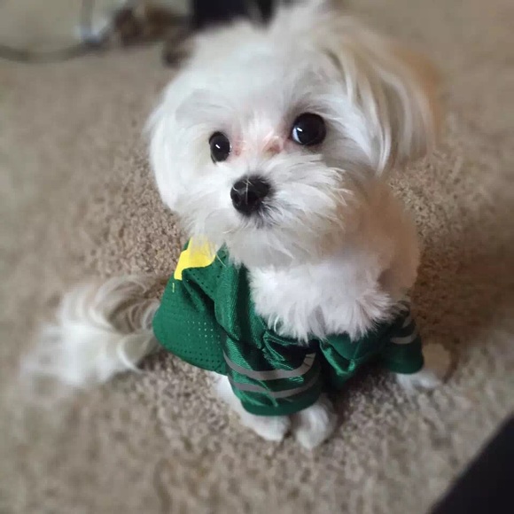 Meet your Posher, Jiaxing