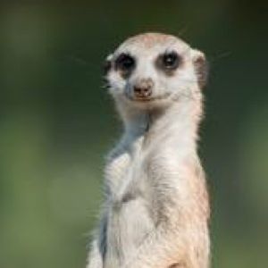 Meet your Posher, Darnell