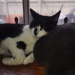 Meet your Posher, Lucy