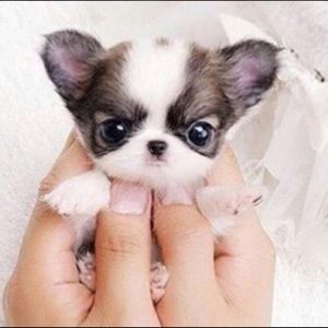 Meet your Posher, Mia