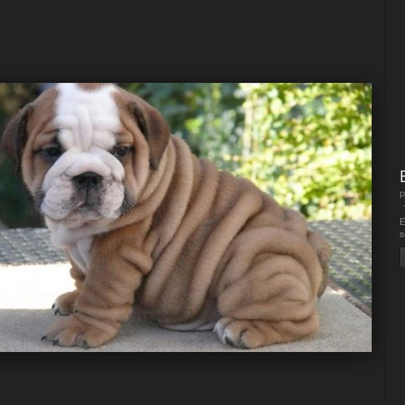 Meet your Posher, Callie