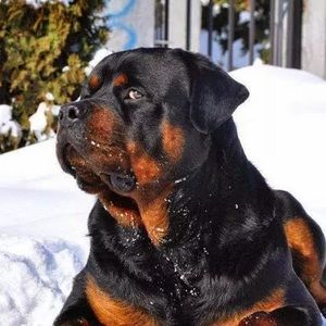 Meet your Posher, Jesse