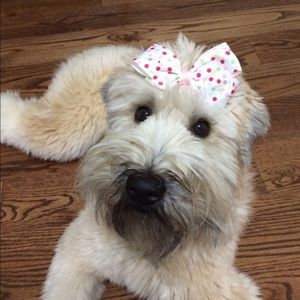 Meet your Posher, Heather