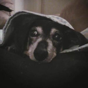 Meet your Posher, Shannon