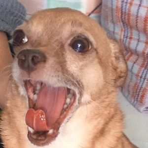 Meet your Posher, Frank