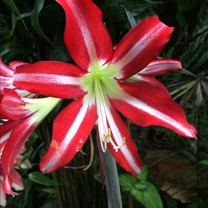 Meet your Posher, Clove