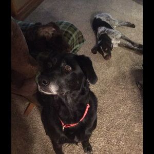 Meet your Posher, Susan