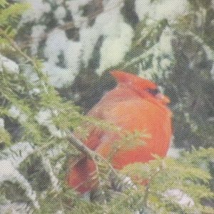 Meet your Posher, Karen