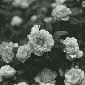 Meet your Posher, Kellie