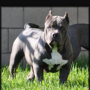 Meet your Posher, Shane