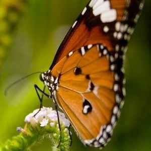 Meet your Posher, Renee