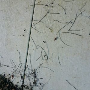 Meet your Posher, Dorothy