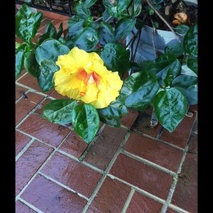 Meet your Posher, Jeffrey