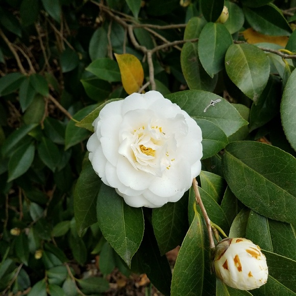 Meet your Posher, Angie - Picture 2 of 3