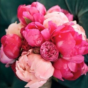 Meet your Posher, Molly