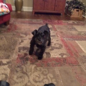 Meet your Posher, Sandy