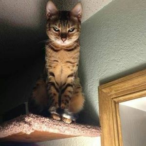 Meet your Posher, Gail