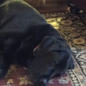 Meet your Posher, Susan