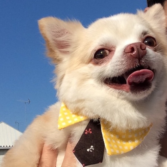 Meet your Posher, Karyna - Picture 1 of 1