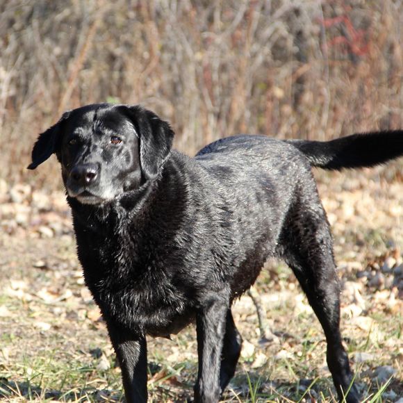 Meet your Posher, Sadie