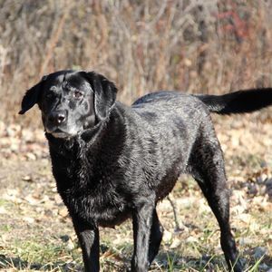 Meet your Posher, Sadie